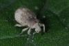 Romualdius sp.